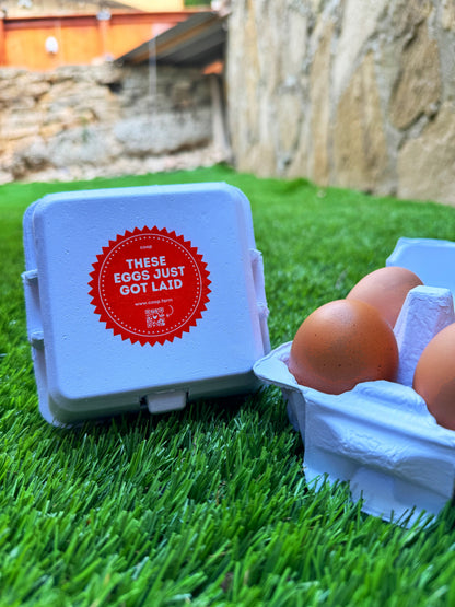 "Just Got Laid" 4-Egg Carton